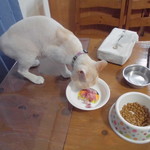 農産物直売所 ぽんぽこ - 食べてみた