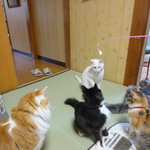 和ん亭 - ねこじゃらしに皆集まって来ます♪