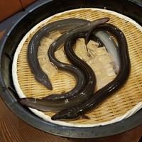 入谷鬼子母神門前のだや - 
