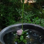 花仙庵 仙仁温泉 岩の湯 - いたるところにお花が