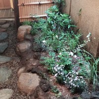 うなぎ秋本 - 風情のある中庭