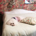 別邸 石の家 - 思わず、うとうと・・