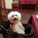 別邸 石の家 - アタシにもチキンあるの？