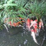 パンドラ - 上流の水に集まる鯉