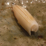 寿し おおはた - 