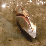 寿し おおはた - 