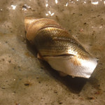 寿し おおはた - 