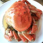 CRUSTACEAN - 
