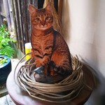 よつばカフェ - 猫パネル