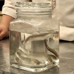 日本料理 一意専心 - 