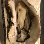 Konishi Zushi - 殻付き牡蠣♬︎霧多布産