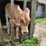 みるくのアトリエ - 