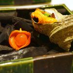 郷土味 かけはし - 