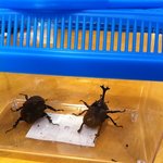 猪肉・鹿肉 梅本商店 - ２回目