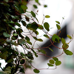 名曲・珈琲 麦 - 雨に濡れる店先の植物。