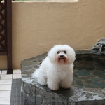 別邸 石の家 - 昨日プールで泳いだままで〜今日は頭ぺったんこ