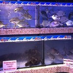 Bandar Djakarta Ancol - 