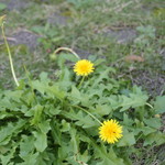 鎌倉紅谷 - 外に咲いてたたんぽぽ