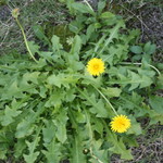 鎌倉紅谷 - 工場の裏庭