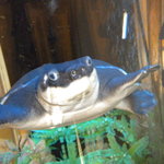 赤沢温泉ホテル - 館内の水槽の亀君