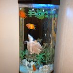 赤沢温泉ホテル - 三箇所ほどある小さな水族館