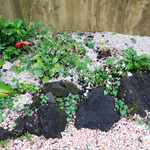 別邸 石の家 - お庭に咲く伊豆高原の草花