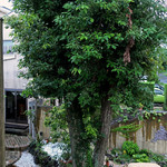 別邸 石の家 - ディナーは本館１F で〜♬