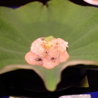 野嵯和 - 
