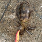 園食堂 - おまけ画像のアオリイカ！