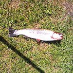 山本養鱒場 - ミミズを餌にようやくゲット！