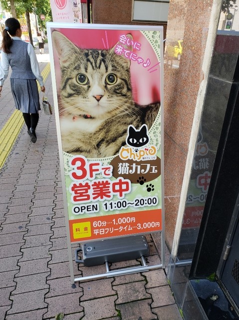 猫カフェ シピ Chipie 瓦町 カフェ 喫茶 その他 食べログ 猫カフェ シピ Chipie 瓦町 カフェ 喫茶 その他 食べログ