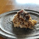 セーナ オブトシフォリア - 