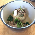 セーナ オブトシフォリア - 