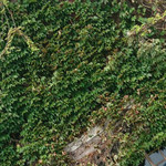 スイス - 蔦に覆われたお店