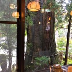 うずら家 - 窓から見える大きな杉