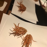 天ぷら 大坂屋 草哲 - 
