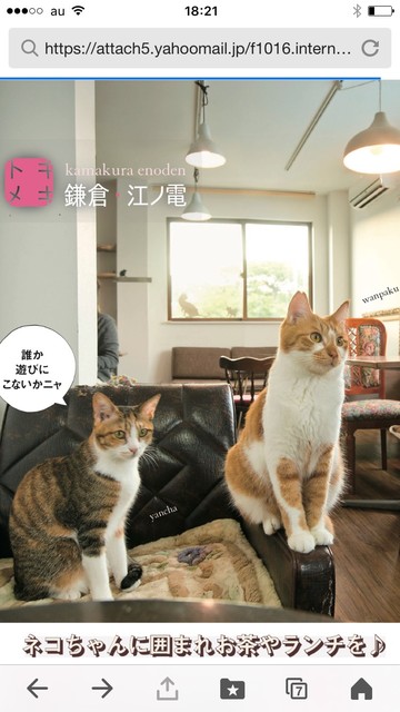 マンチカンズ 旧店名 猫カフェ雫 鎌倉 その他 食べログ マンチカンズ 旧店名 猫カフェ雫 鎌倉 その他 食べログ