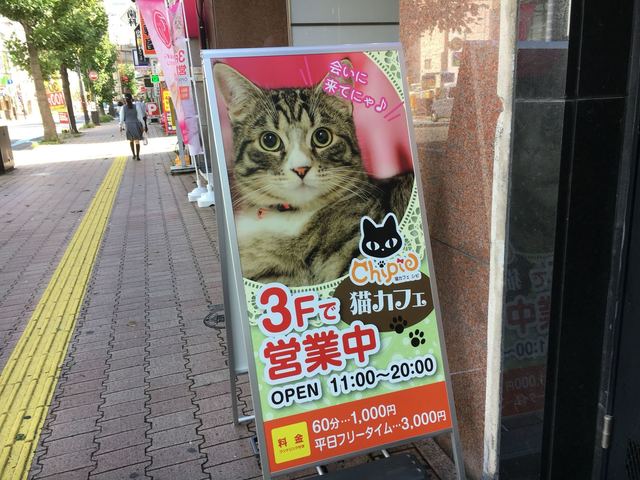 猫カフェ シピ Chipie 瓦町 カフェ 喫茶 その他 食べログ 猫カフェ シピ Chipie 瓦町 カフェ 喫茶 その他 食べログ