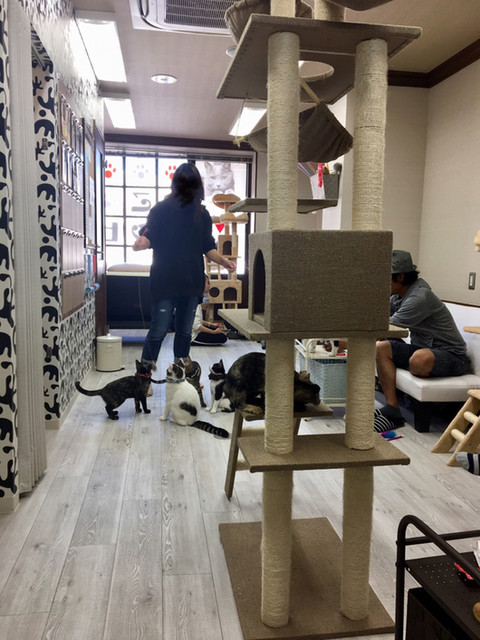 猫カフェ シピ Chipie 瓦町 カフェ 喫茶 その他 食べログ 猫カフェ シピ Chipie 瓦町 カフェ 喫茶 その他 食べログ