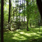 Cafe Raffine - カフェテラスから見える景色・お庭