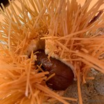 柚木元 - アップ