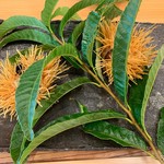 柚木元 - リクエストの栗