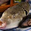 寿司割烹 西村