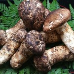 ぼたん鍋処 如月庵 - 丹波篠山産松茸