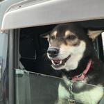 ピッザピッザピッザ - 