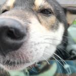 ピッザピッザピッザ - 