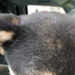 ピッザピッザピッザ - 