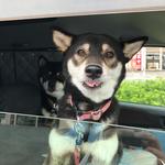 ピッザピッザピッザ - 