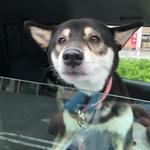 ピッザピッザピッザ - 