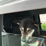 ピッザピッザピッザ - 